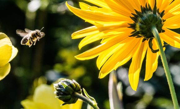 Ellenanyag védheti a poszméheket a rovarölő szerektől
